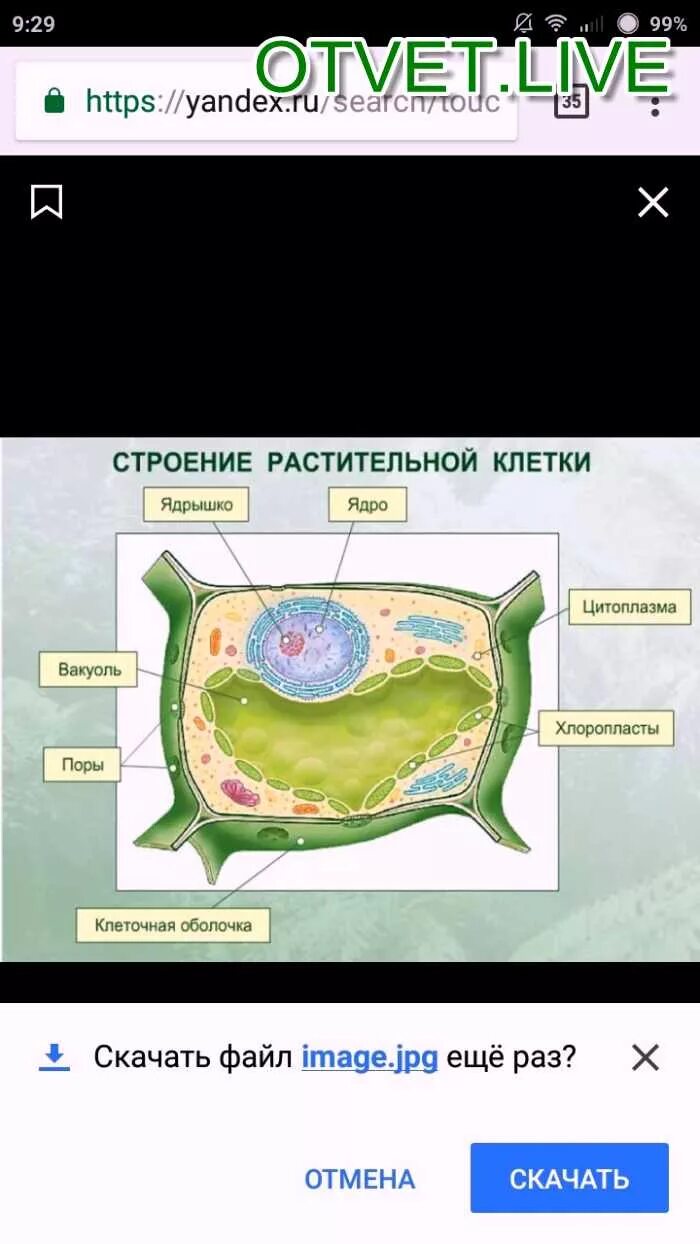 Впр строение клетки. Строение растительной клетки впр. строение клетки растения впр. строение клетки впр. растительная клетка 6 класс.