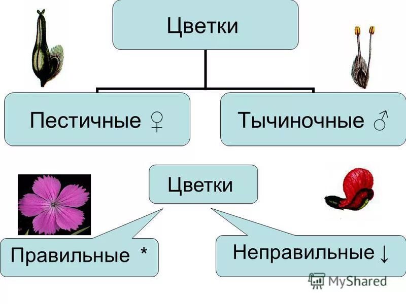 тычиночные и пестичные цветки. раздельнополые цветки пестичные. цветки тычиночные, пестичные и обоеполые. обоеполые однодомные однополые раздельнополые. тычиночный цветок это.