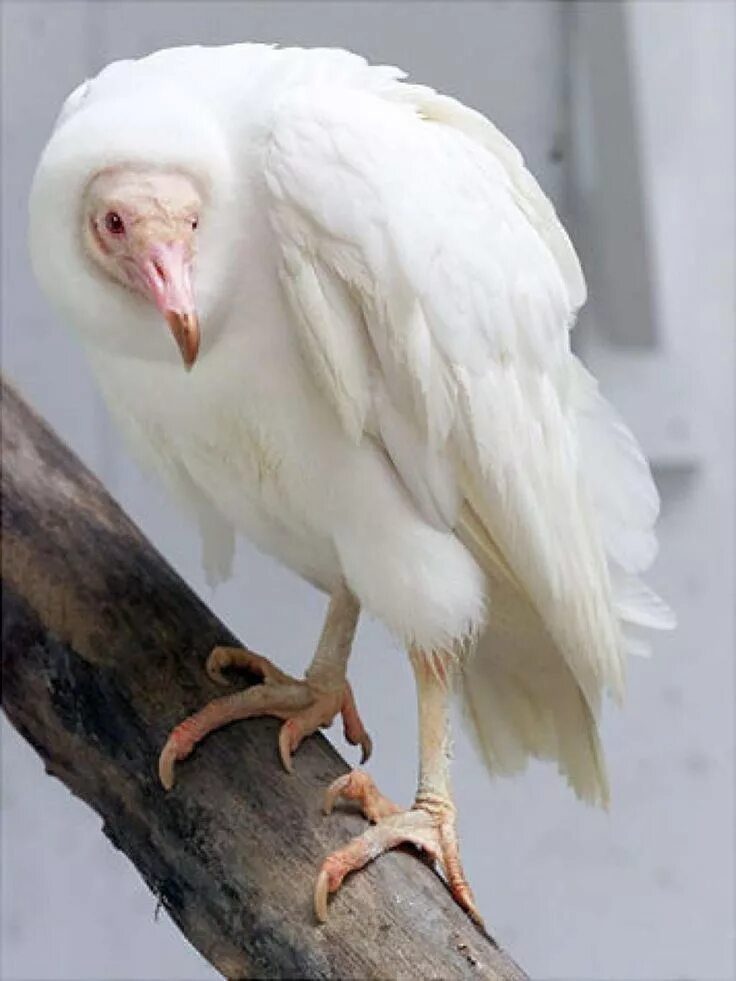 An Albino Peacock