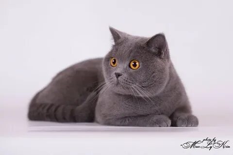 Британцы недорого