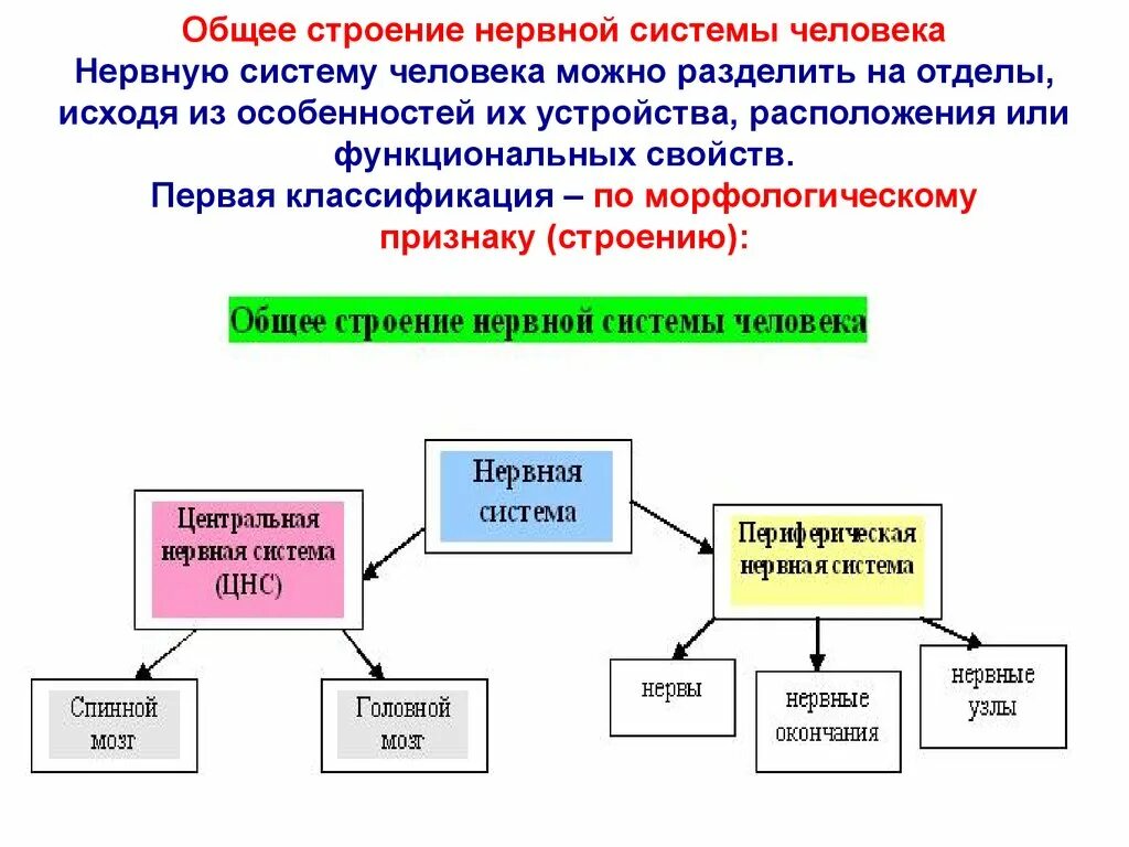 Общее строение нервной системы. Строение нервной системы морфологическая классификация. Общий план строения нервной системы. Теории строения нервной системы.