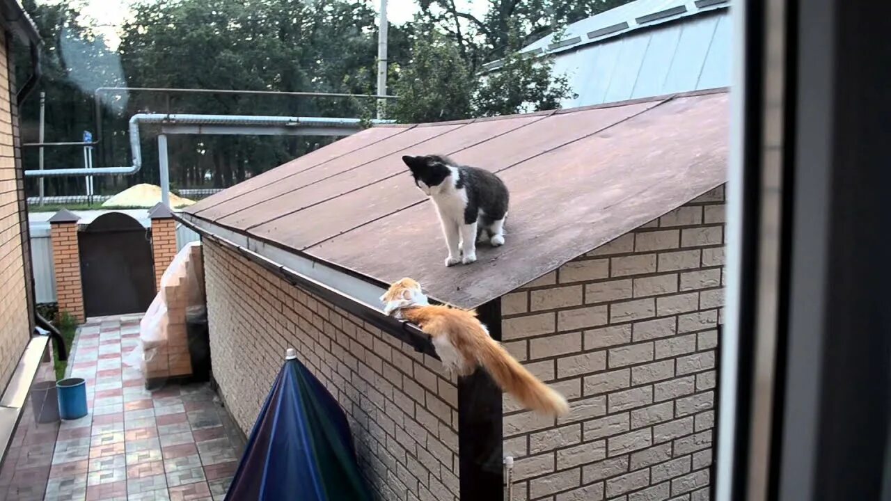 Спустившись с кровли кот сказал. Кот падает с крыши. Кот прыгает. Котик прыгает с крыши.