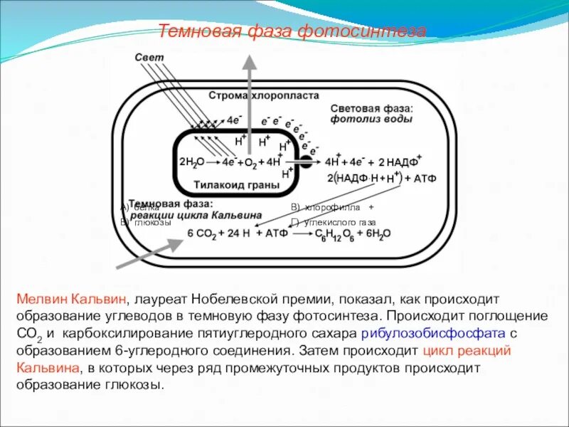 Темновая фаза где. Схема Темновой фазы фотосинтеза. Схема Темновой фазы фотосинтеза 10 класс. Строма темновая фаза. Темноаая фаза фотосинтез.