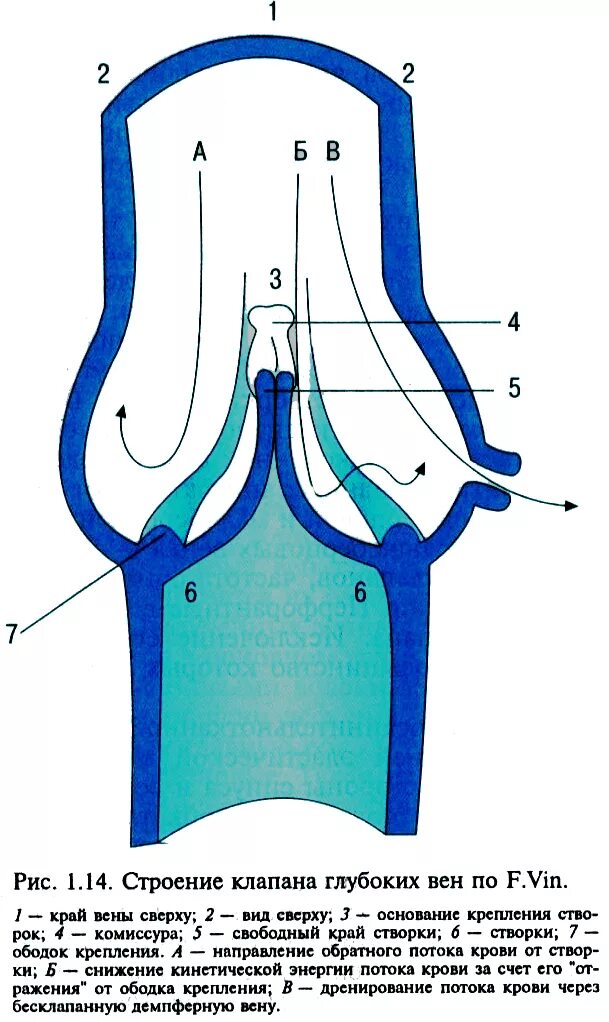 Строение вены рисунок. Строение венозных клапанов. Строение вен нижних конечностей клапаны. Строение клапанов вен.