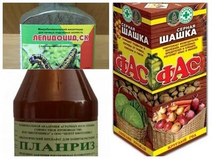 Как бороться с картофельной молью