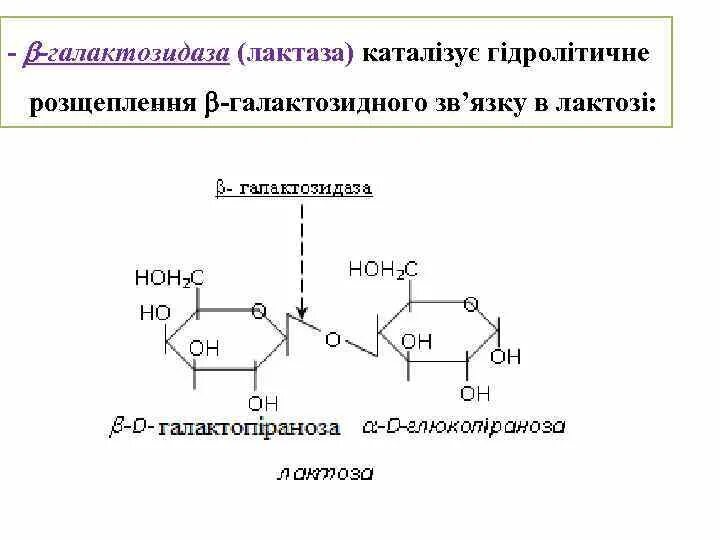 Альфа галактозидаза отзывы. Α-галактозидаза а. Ферменты бета галактозидазы. Альфа-галактозидаза фермент. Ферментные препараты β-галактозидазы.