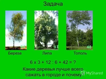Какие деревья дают силу