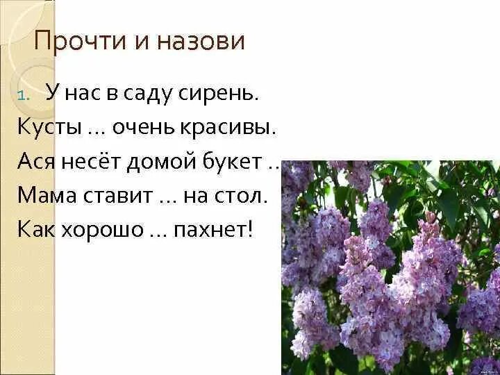 Сочинение рассуждение куст сирени можно. Куст сирени Куприн. Алехин куст сирени. Куст сирени произведение. Куст сирени Куприн Эстетика.