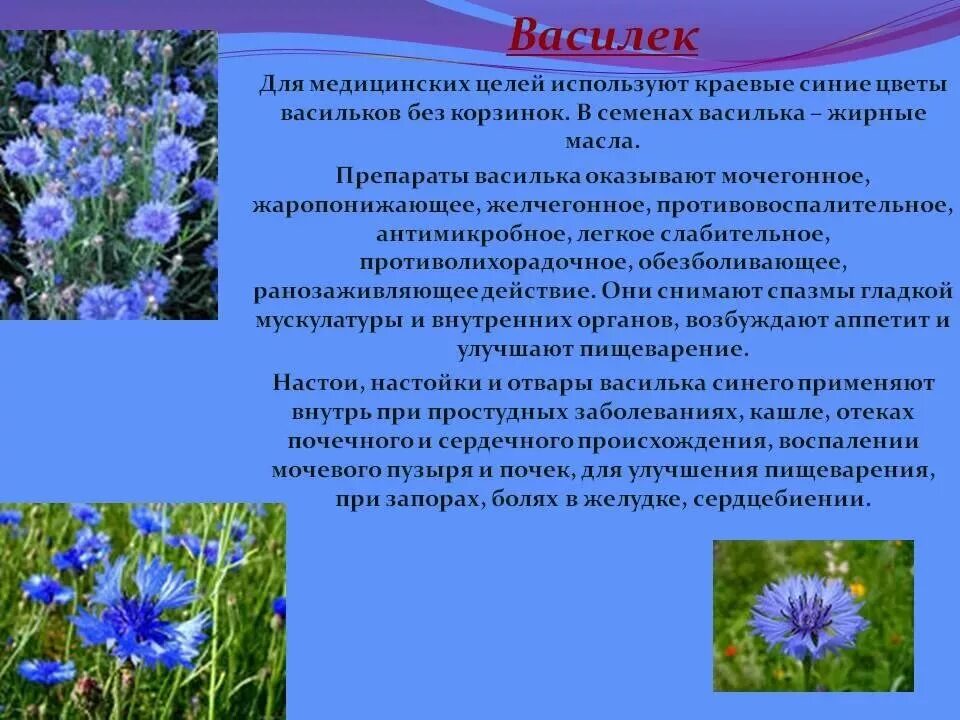 Василек текст описание. Василек синий лекарственное растение. Растения Луга Василек Луговой. Василек Луговой синий лечебные свойства. Растения Луга Василек синий полевой.