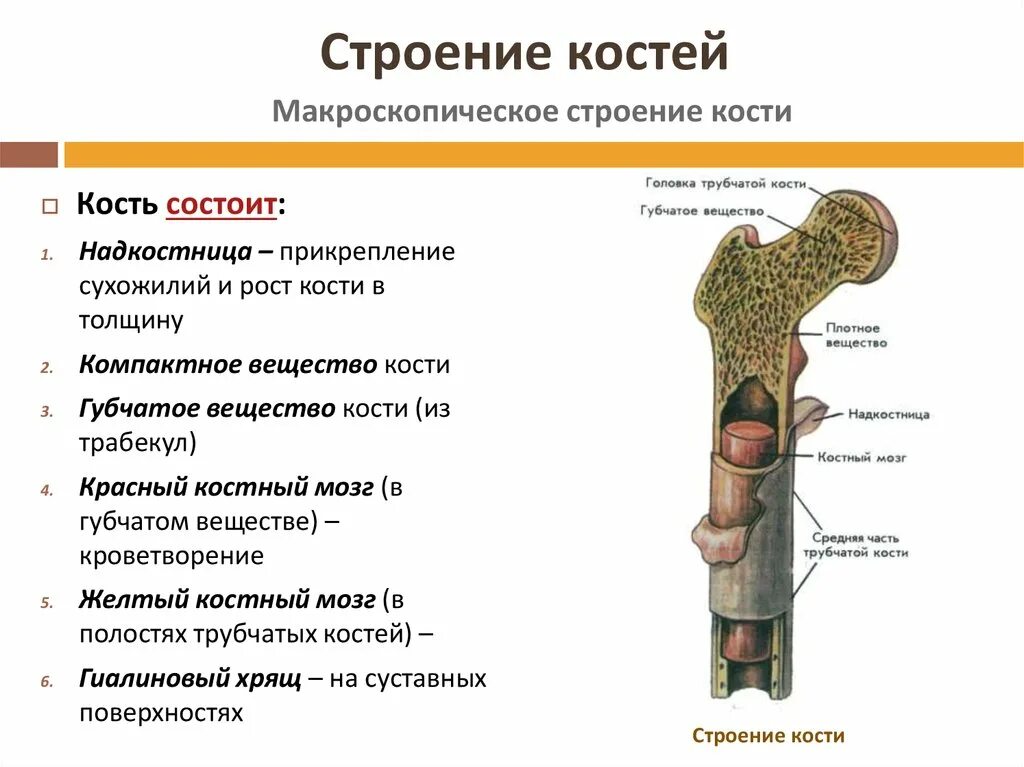 Какое строение имеют кости. Строение кости 8 класс биология. Строение кости человека кратко. Краткое строение кости. Состав и строение костей кратко.