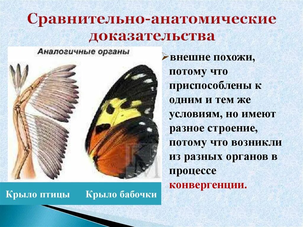 Подобное сходное. Крыло бабочки и птицы аналогичные органы. Аналогичные органы крыло бабочки и крыло птицы. Птица с крыльями бабочки. Аналогичные органы примеры у животных.