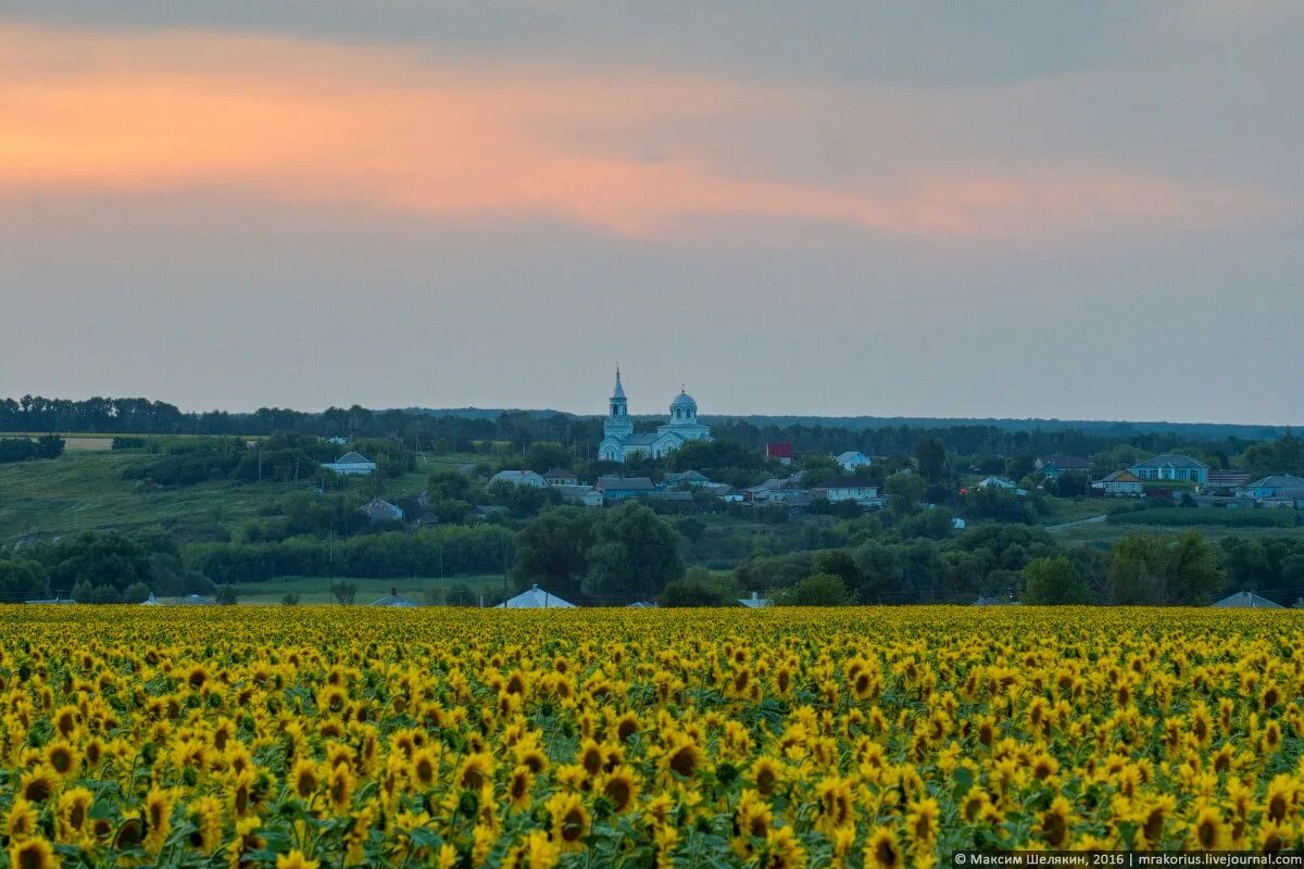 Фотографии белгородской области. Стрелецкое (Красногвардейский район). Село Стрелецкое Белгородская область. Белгородский район Белгородской области природа. Белгородская область Белгородчина луг.