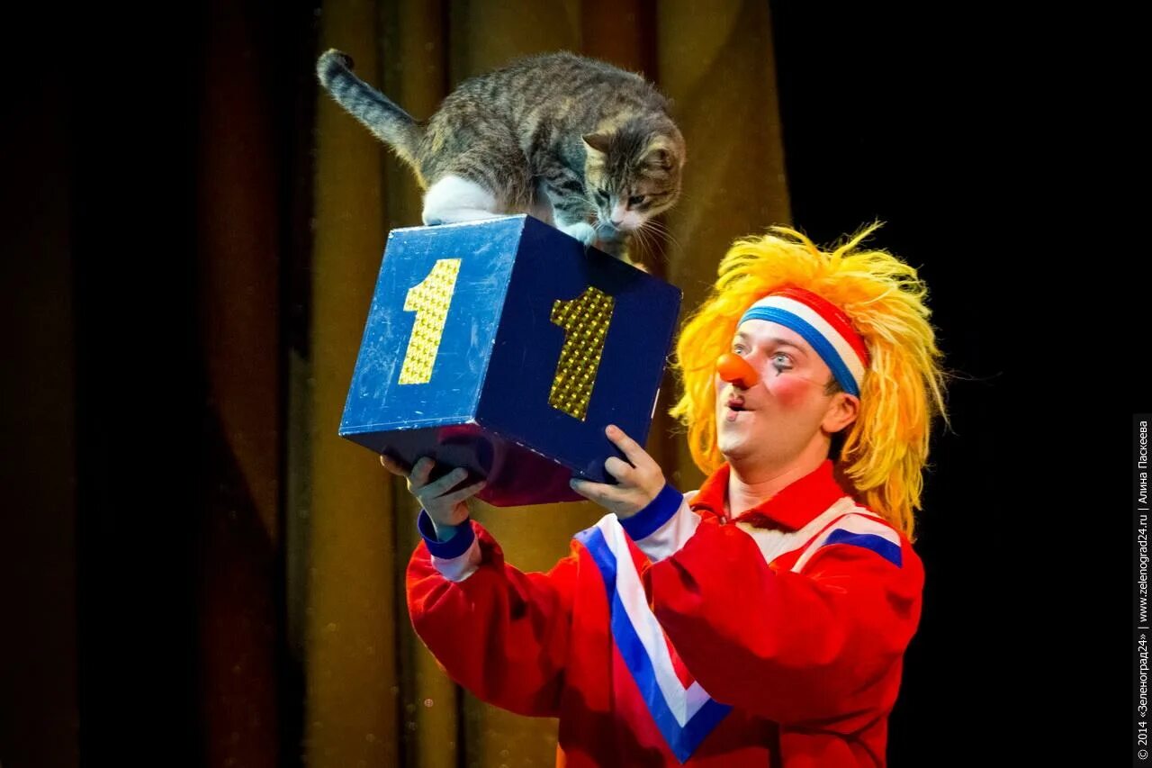 Выступление куклачева с кошками. Театр кошек Юрия Куклачева.