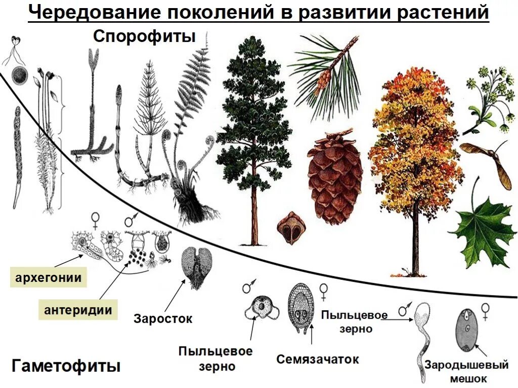 На этой структуре развивается несколько гаметофитов. Чередование спорофита и гаметофита. Жизненный цикл сосны спорофит гаметофит. Чередование поколений у растений. Чередование поколений у высших растений.