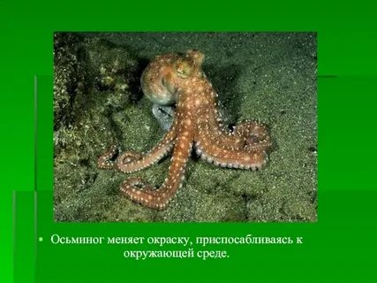 Осьминог среда обитания