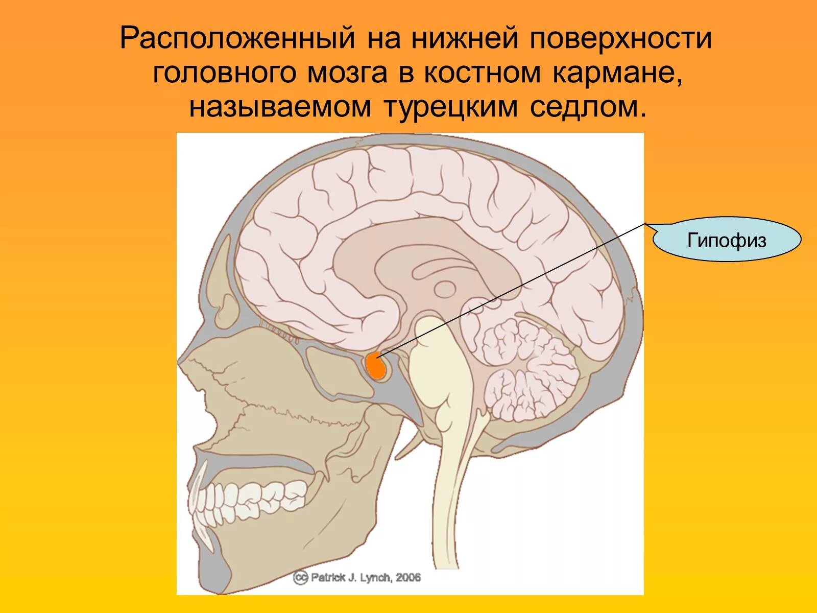Гипофиз головного мозга. Гипофиз расположение. Расположение гипофиза в головном мозге. Расположение гипофиза в головном мозге анатомия.