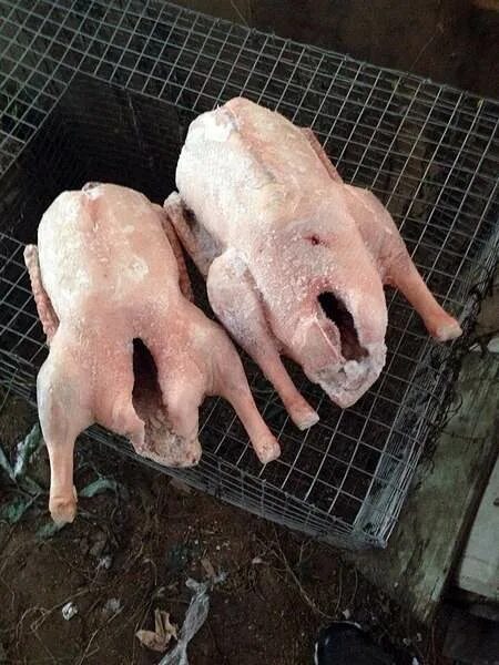 Продам мясо в Уфе, индоутки откормленные на натуральных кормах выращенный в собс