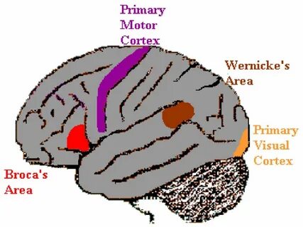 Language areas