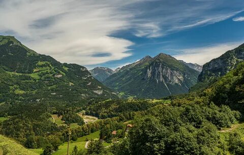 Alps forest