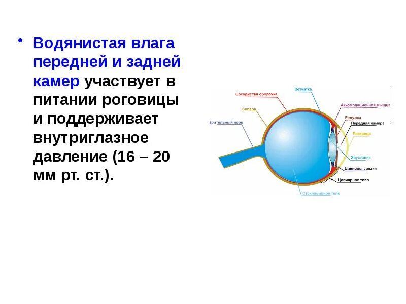 Из чего состоит влага. Строение глаза задняя водянистая камера. водянистая влага глаза строение и функции. функции жидкости передней и задней камеры.
