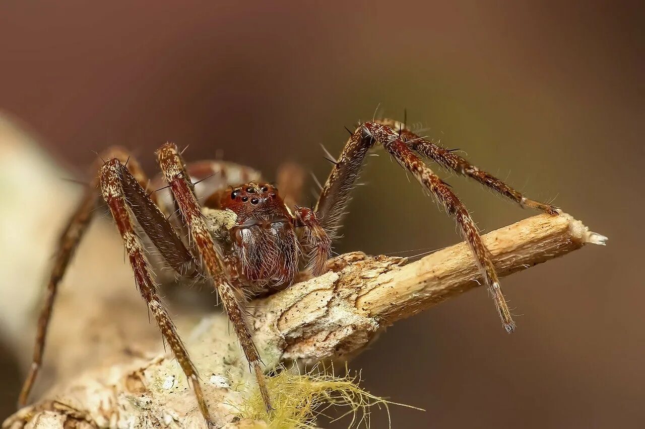 Паук это животное или нет. Насекомые пауки и паукообразные. portia africana паук. самка паука порше. паук клоп.