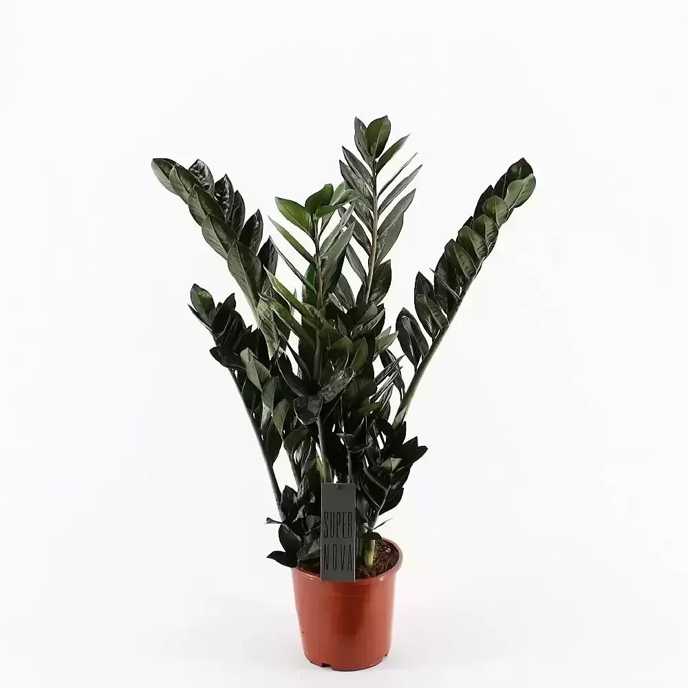 Замиокулькас для животных. Zamioculcas super nova. замиокулькас supernova. замиокулькас супер нова. замиокулькас raven.
