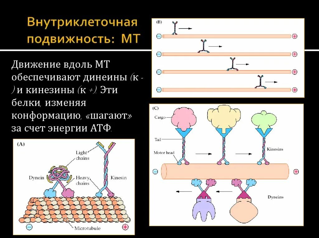 Транспорт белков внутриклеточный. Транспортный белок кинезин. Динеин и кинезин функции. Шагающий белок кинезин динеин. Белок кинезин функции.