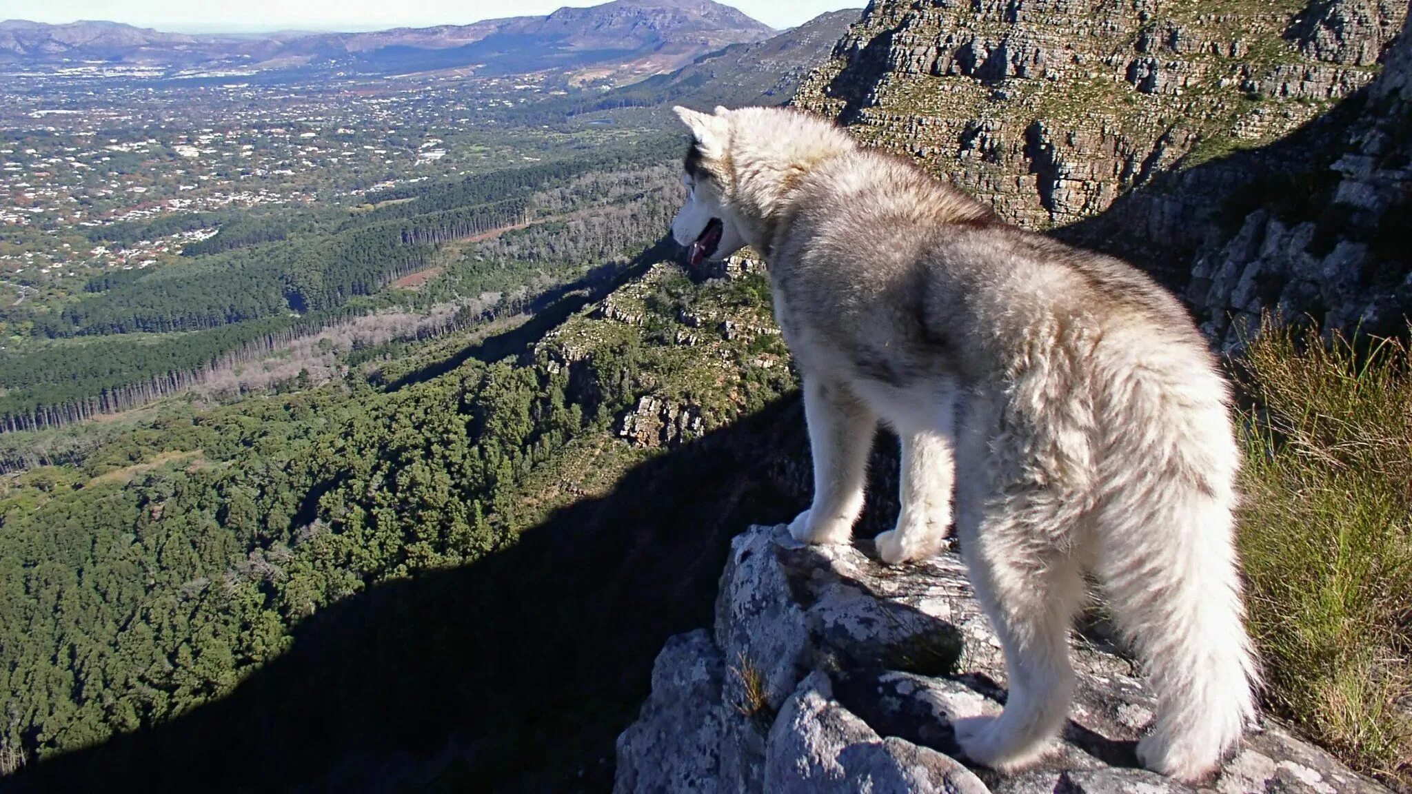 Волк наблюдает. Волк скалистых гор. Кавказский заповедник волк. Кавказский горный волк.