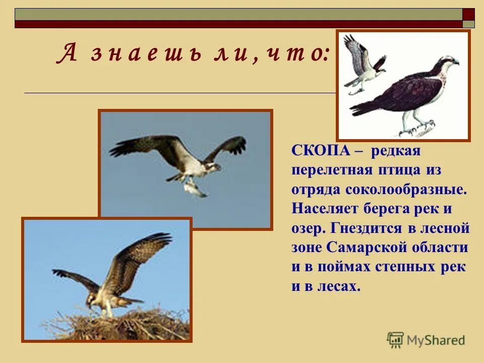 Скопа красная книга. Редкие перелетные птицы. Скопа презентация. Презентация Скопа птица. Скопа Перелетная или нет.