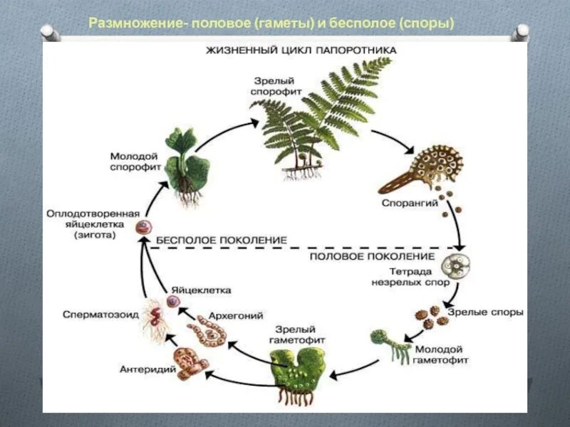коробочки со спорами у папоротников собраны. какие есть виды папоротников. коробочки со спорами у папоротников собраны. папоротник щитовник спорофит. моховидные и папоротниковидные.