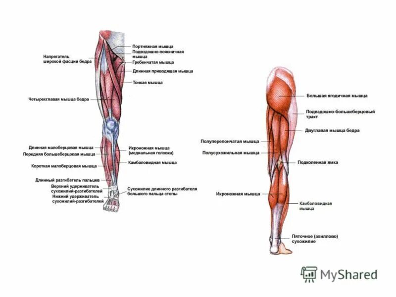 Мускул или мускулов. Мышцы ног названия. Части ноги человека. Части ноги человека названия. Передняя мышца ноги.