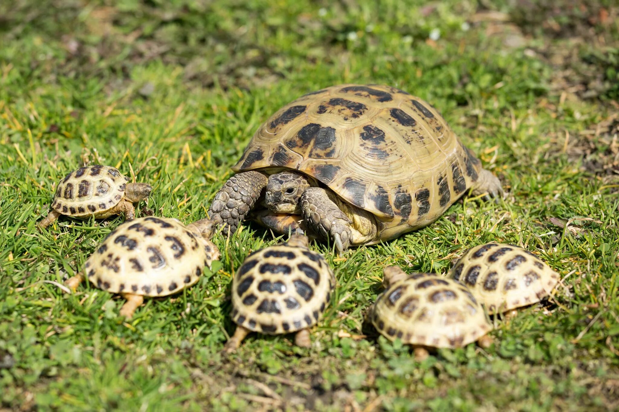 Почему черепахи издают звуки. Testudo horsfieldii horsfieldii. степная сухопутная черепаха. t. horsfieldii horsfieldii. самец и самка сухопутной черепахи.