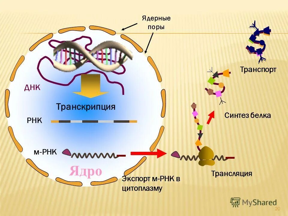 Передача генетической информации из ядра в цитоплазму