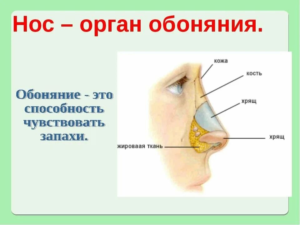 Обоняние детей. Орган обоняния нос строение. Органы чувств нос анатомия. Орган обоняния для детей. Строение носа для дошкольников.