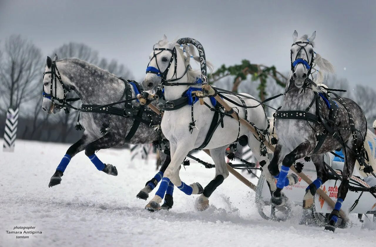 Тройка зимних лошадей. Тройка зимних лошадей. Тройка орловских рысаков в упряжи. Тройка зимних лошадей. Конная упряжь тройки.