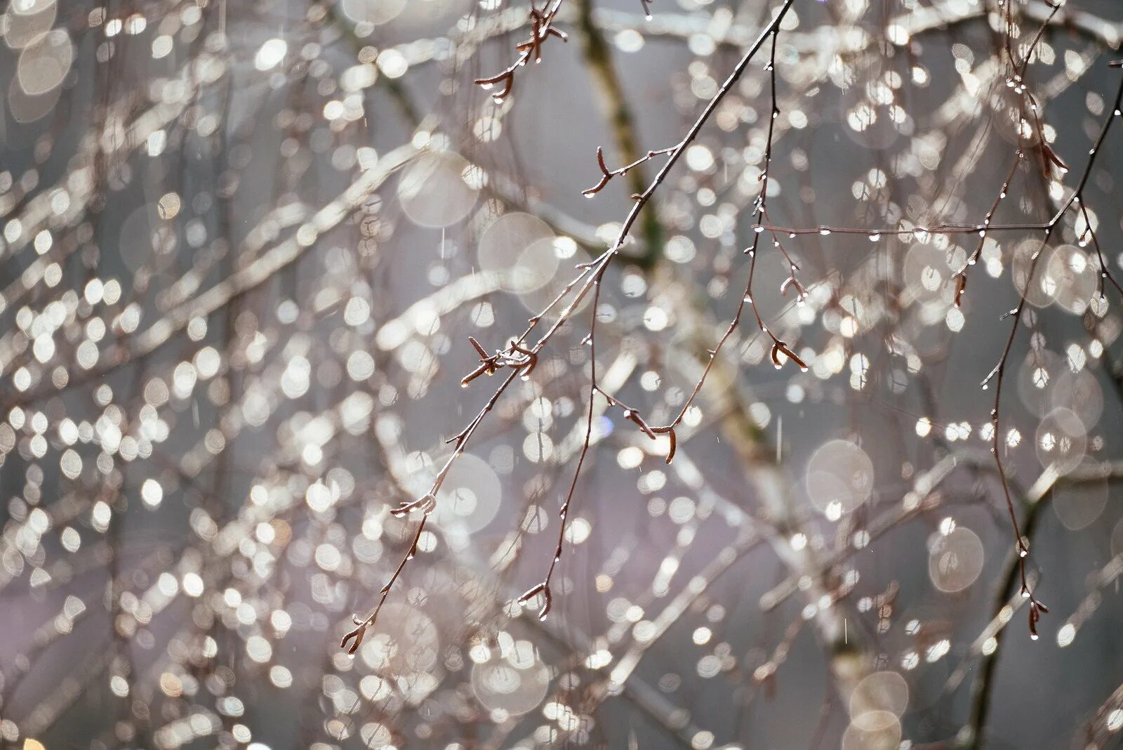 Весенний ливень. Лето дождь. Будет весенний дождь. Весенний дождь. Весенний дождик.