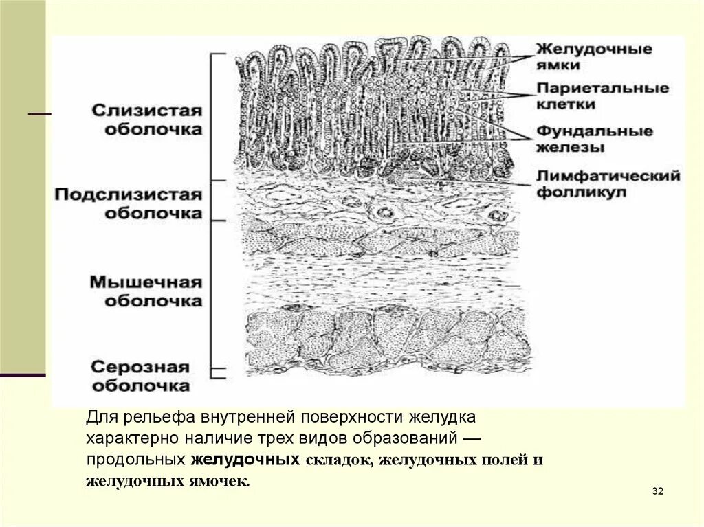 Слизистая оболочка желудка содержит. Рельеф слизистой оболочки. Складки поля и ямки желудка. Слизистая оболочка желудка поля.