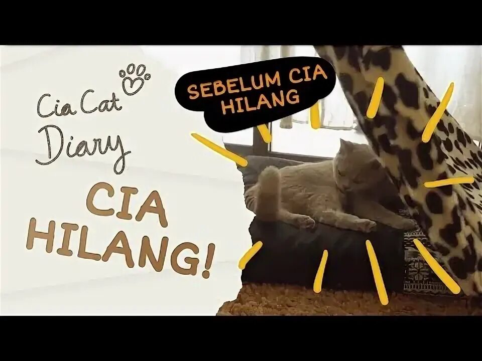 Cat diary. Cat diary