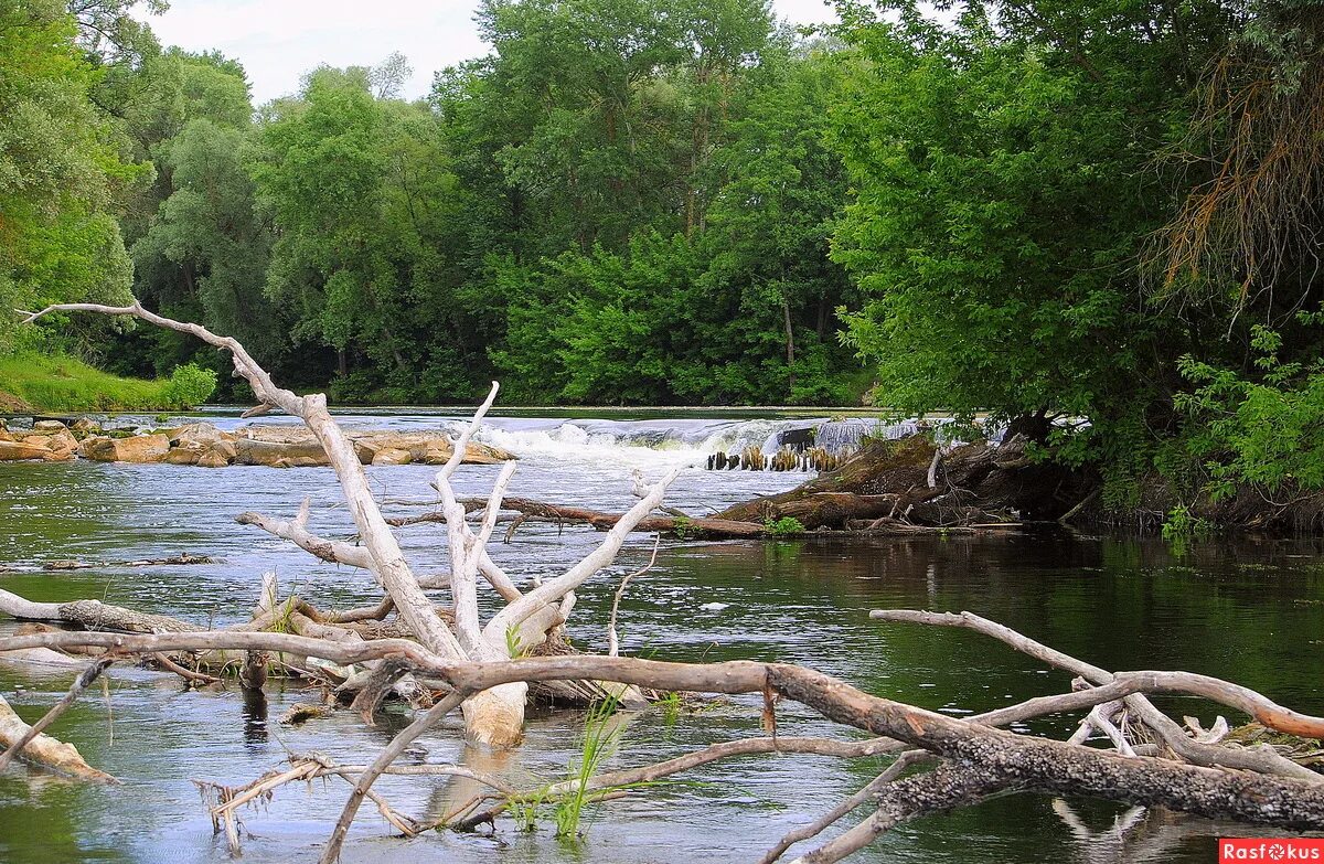 растения на берегу озера. камыш колхидский. озеро рогоз камыш. растительность реки кубань. озеро с ирисами.