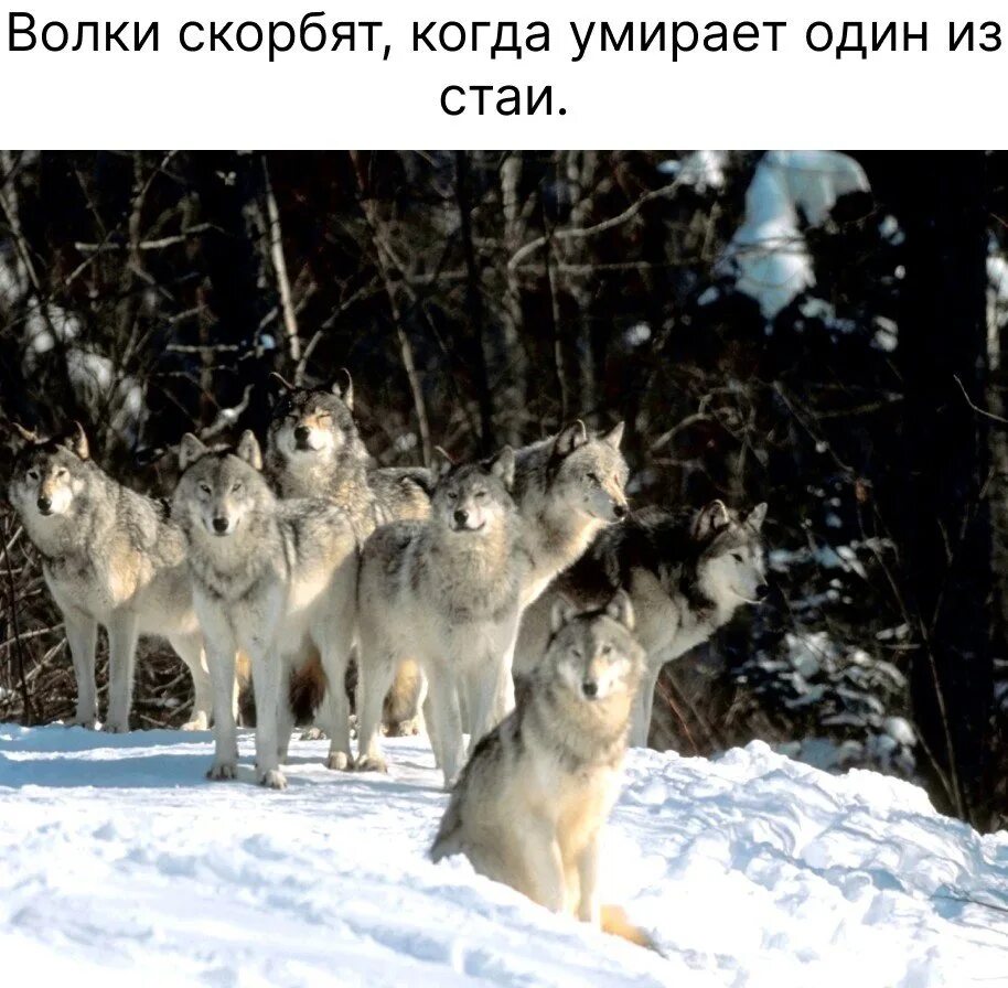 Стая животных. Волк самка. Стая. Сибирский тундровый волк. Волки стая.