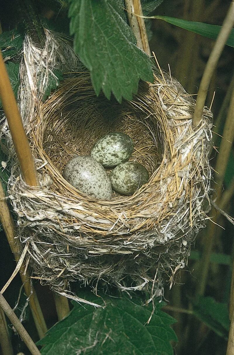 Яйца кукушки фото. Гнездо с яйцом кукушки. Обыкновенная Кукушка гнездо. Гнездо камышовки. Птенец кукушки.