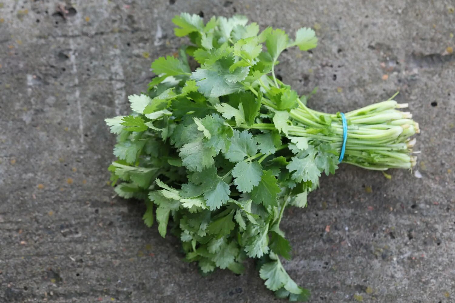 Кориандр арго. Семена солянки холмовой, капсулы, 190 шт. Арго семена. Гепатосол. Арго семена.