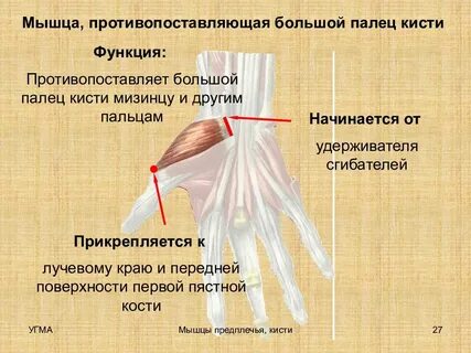 Большой палец верхней конечности противопоставлен остальным