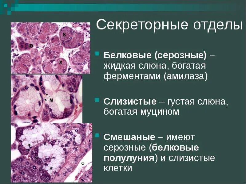 Секреторные отделы слюнных желез. Околоушная железа препарат. Слюнные железы гистология препарат. Белковый отдел. Клетки концевых отделов слюнных желез таблица.