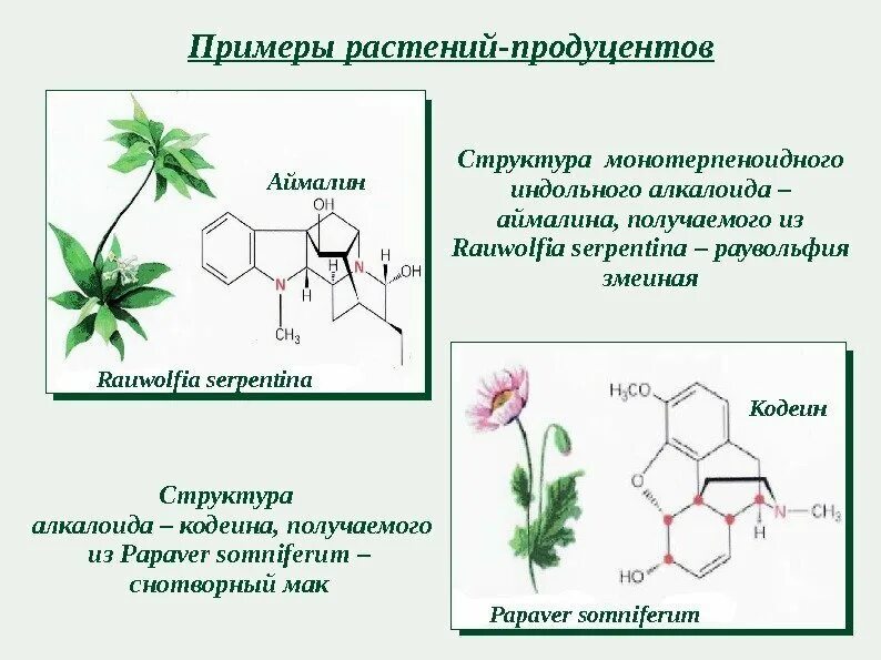 Продуценты примеры растений