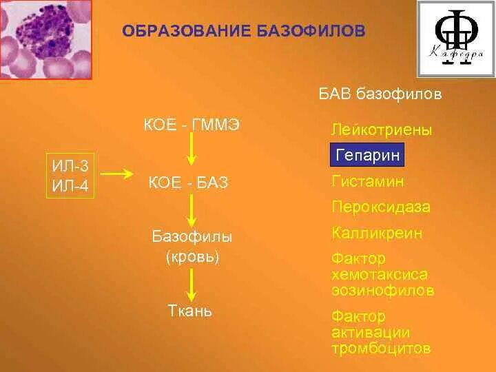 БАВ базофилов. Ил-3 иммунология. Гистамин тромбоциты. Интерлейкин 4 базофилы.