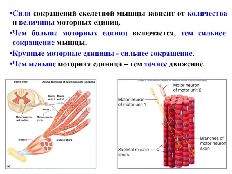 Число мышц. Двигательные единицы мышечного сокращения. единица мышечного сокращения скелетной мышцы. моторная единица скелетной мышцы. понятие моторной единицы мышцы.