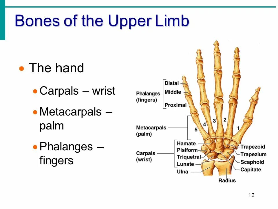 Upper Limb Bones. The structure of the Upper Limb. Carpals кость. The structure of the Bones of the Upper Limb. The bones form