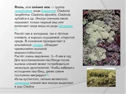 Польза мха для человека