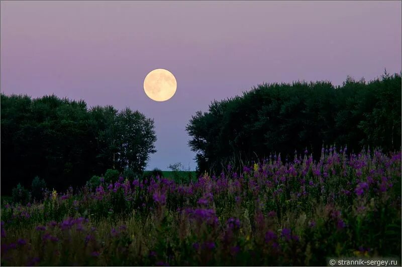 Освещает луна песня. Доброй летней ночи. Доброй ночи летом. Спокойной тёплой летней ночи. Спокойной ночи летней ночи.